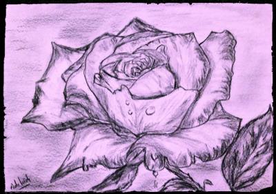 La couleur d'une rose