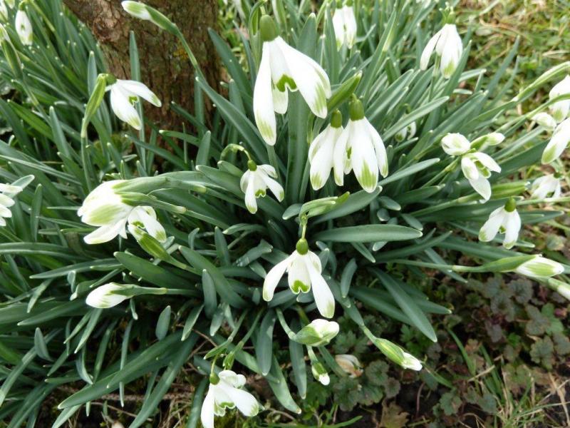perce neige