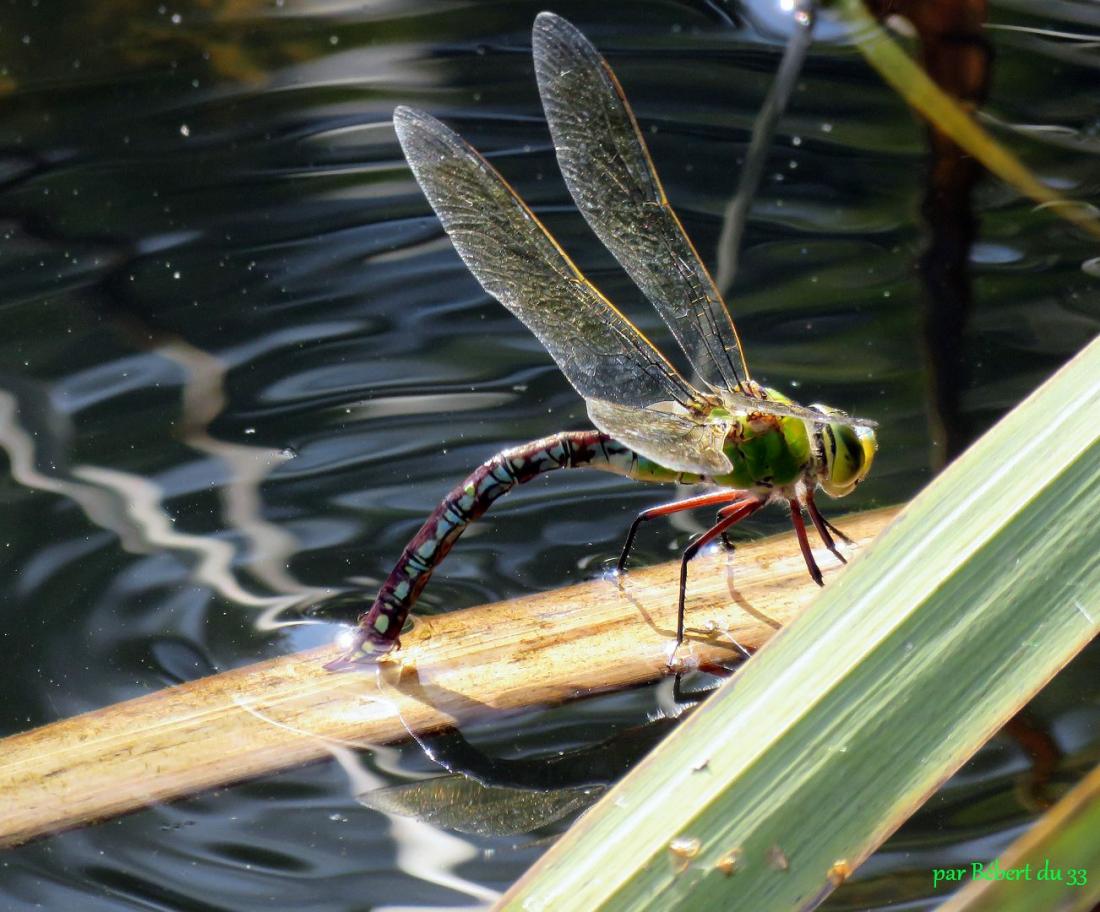 une libellule qui pond 