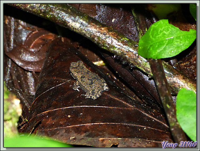 Blog de images-du-pays-des-ours : Images du Pays des Ours (et d'ailleurs ...), Minuscule crapaud - Puerto Viejo de Sarapiqui - Costa Rica
