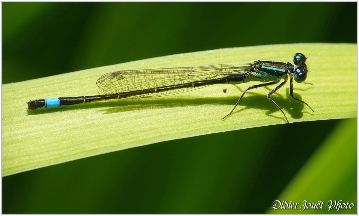 Agrion élégant (10) - Ischnura elegans