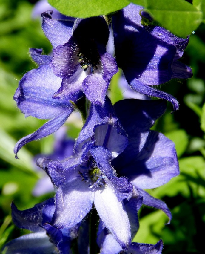 Fleurs devenues immortelles.