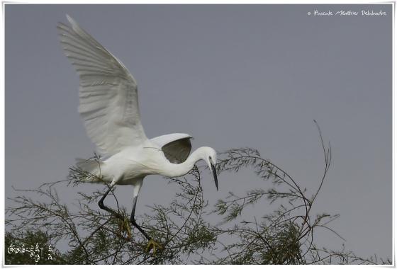 Aigrette garzette - Egretta garzetta - Little Egret 