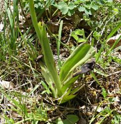 Ophrys aymoninii  -  ophrys d'Aymonin*