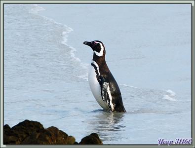 Le bain de pattes du Manchot de Magellan (Spheniscus magellanicus) - Volunteer Point - Falkland Islands, Iles Malouines, Islas Malvinas