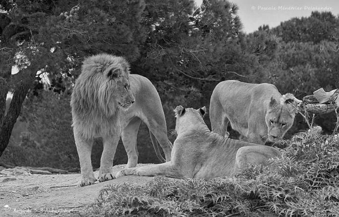 Lion et lionnes