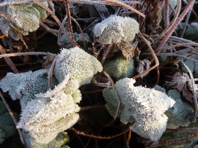 La magie du givre ...