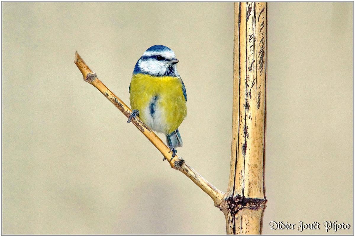 Mésange Bleue (5) - Cyanistes caeruleus