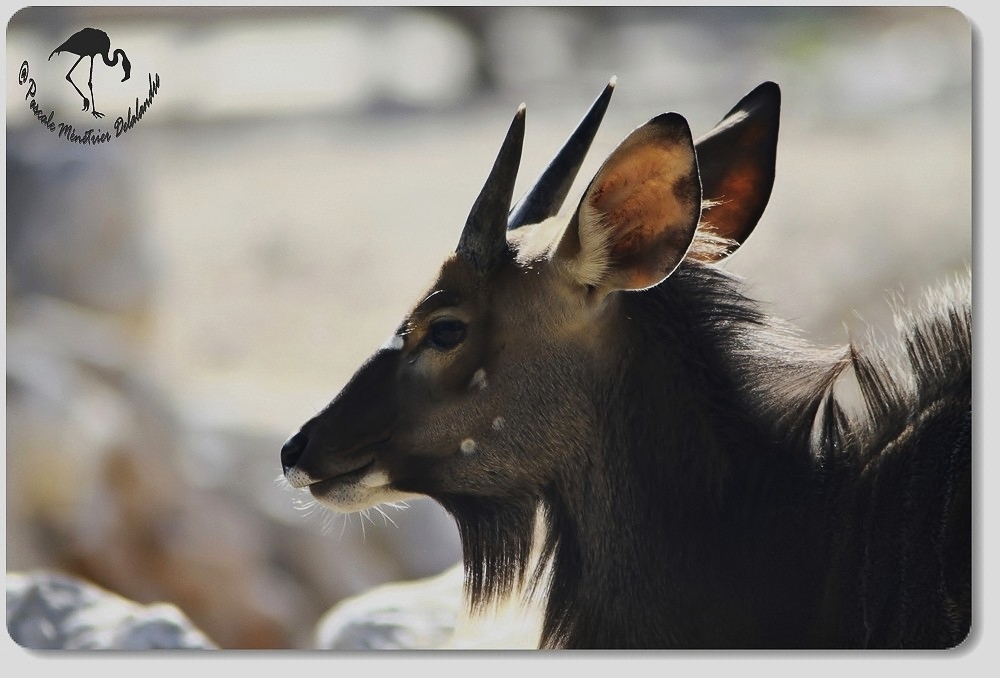 Nyala mâle...