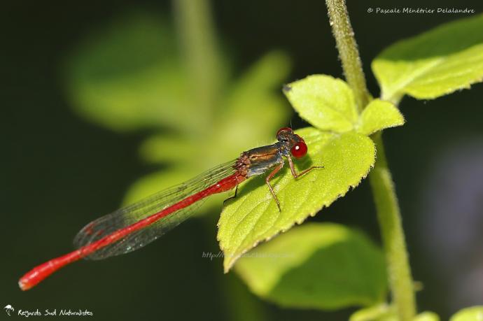 Cériagrion délicat - Ceriagrion tenellum (de Villers, 1789)