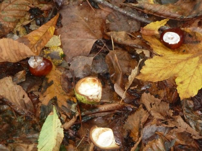 Chauds ! "les marrons chauds" ...