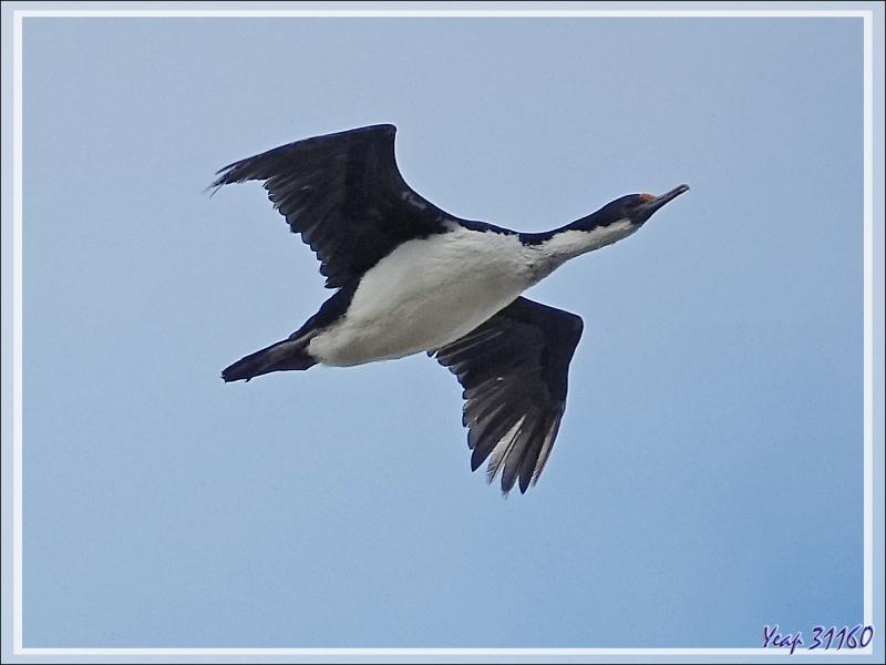 Cormoran impérial, Imperial Shag (Leucocarbo atriceps) - Coffin's Harbour - New Island - Falkland (Malouines, Malvinas) - Grande-Bretagne