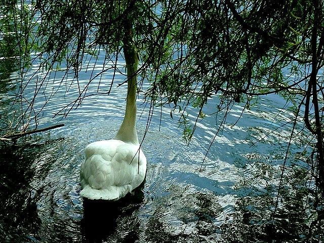 Cygne sur la Moselle 6 Marc de Metz 26 04 2013