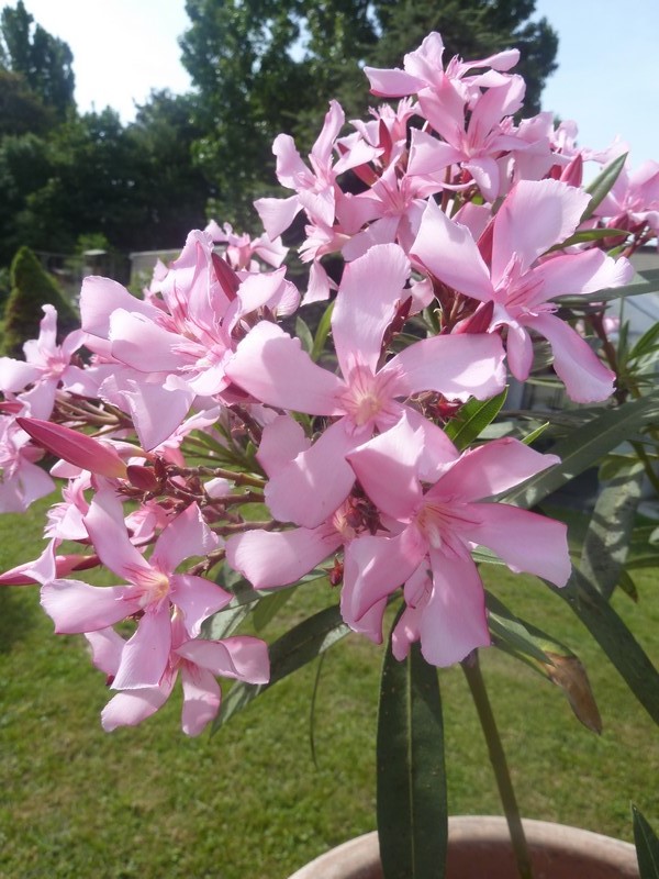 un si bel arbuste  "le laurier rose" ...