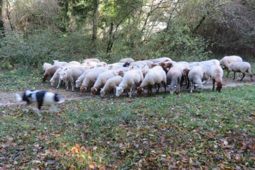 La transhumance des moutons à Malesherbes