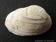 RÃ©sultat de recherche d'images pour "Barbatia fossile"