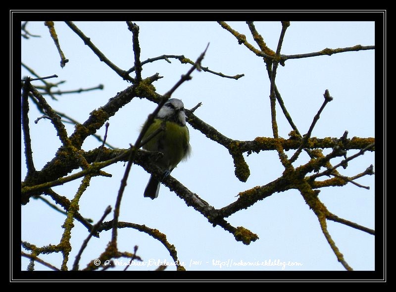 Mésange bleue...