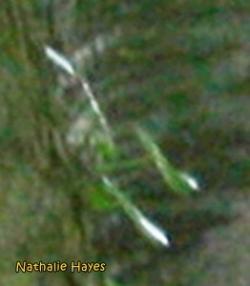 La Page de Nathalie Hayes