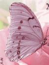 papillon rose 2