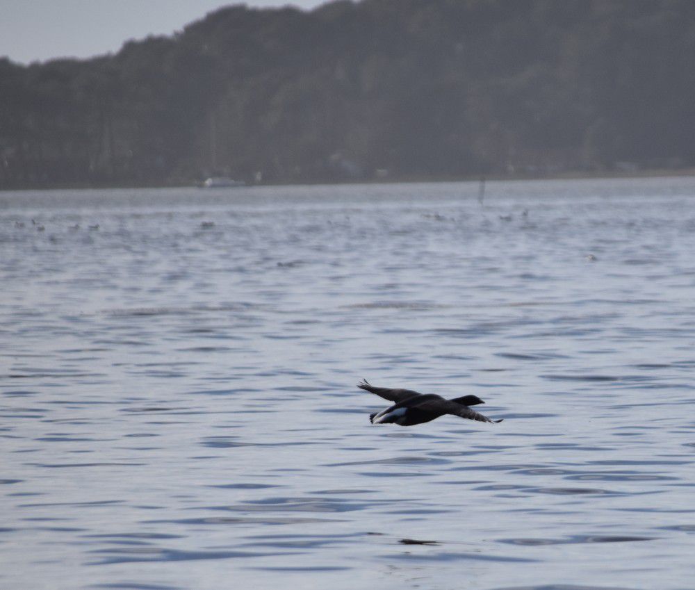 Oies bernaches en vol - février 2024...