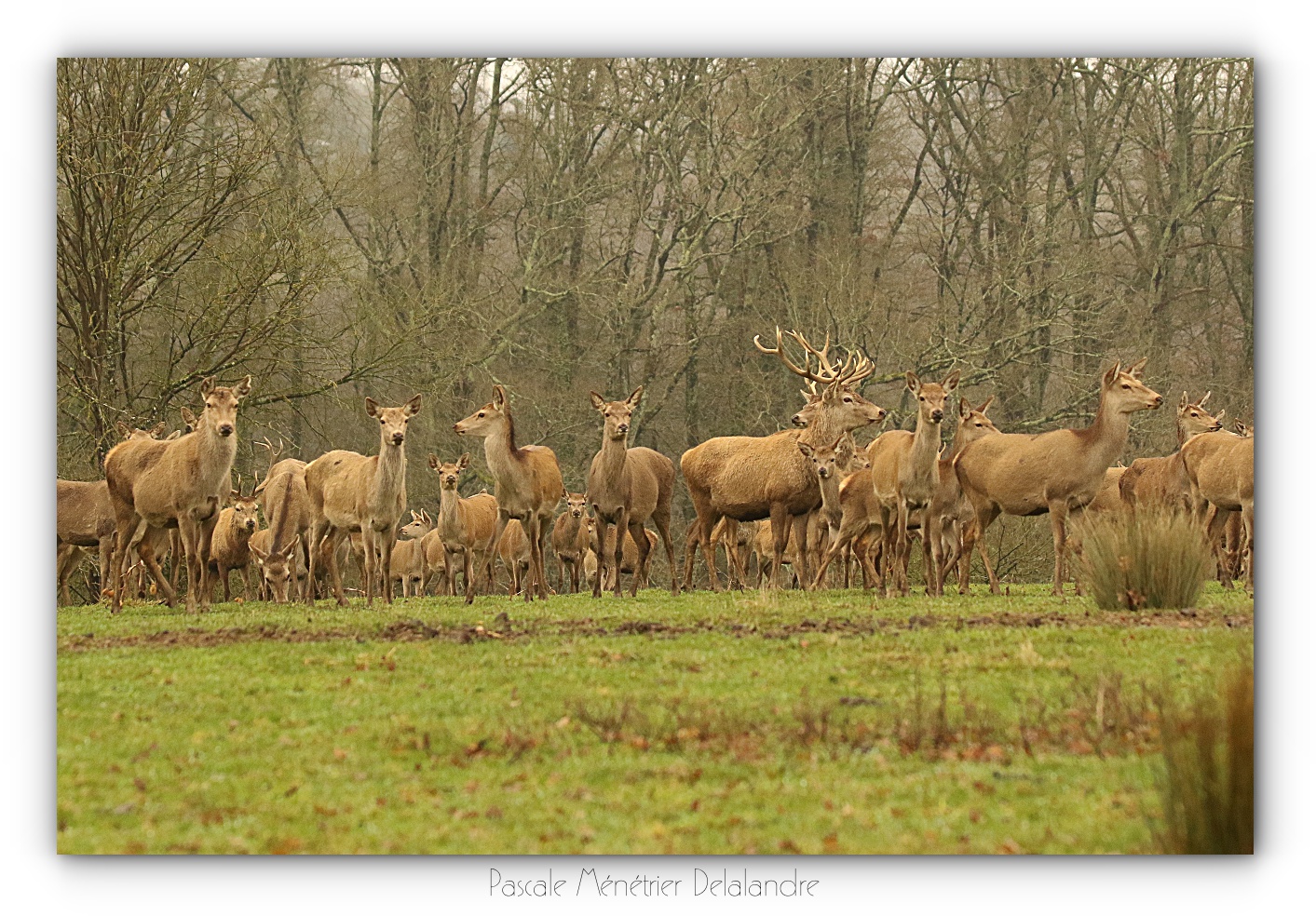 Une magnifique rencontre... une harde l'Élaphes
