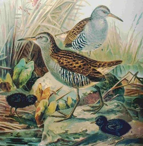 "Portraits d' oiseaux de Côte d'Or",  une conférence de la LPO à Laignes