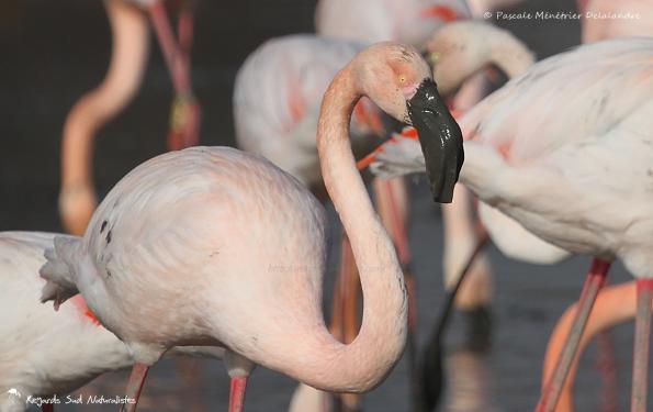 Flamants roses en patouille dans la vase...