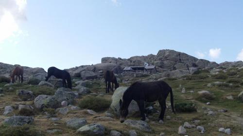 CORSE GR 20