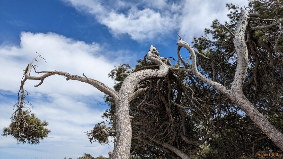la presqu'île de Giens - 6