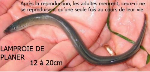 TOP4 des poissons présents en Eure & Loir