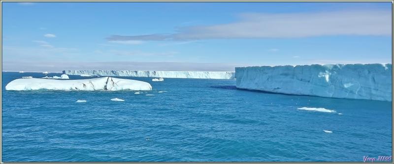 Un peu de "birdwatching" le long du Glacier Bråsvell (Bråsvellbreen) - Calotte glacière Austfonna - Nordaustlandet Island - Svalbard - Norvège