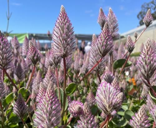 Fleurs cultivées : Ptilotus