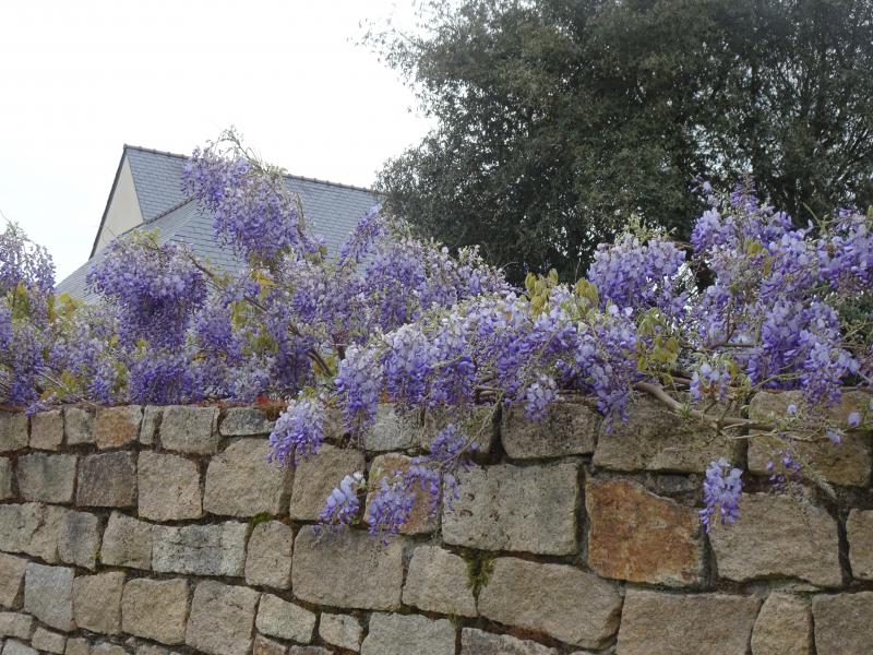 Une autre fleur de printemps la glycine