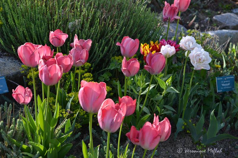 Parc Floral de Paris : des tulipes de toutes les couleurs