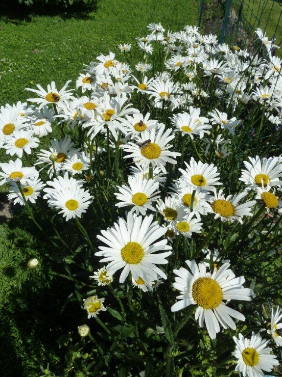 Coquette marguerite ...