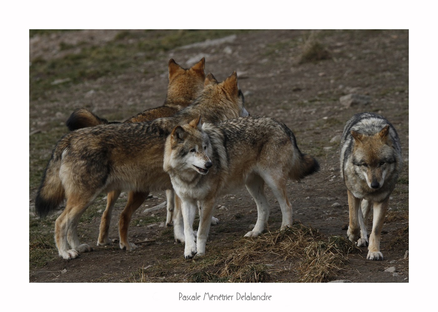Loups de Sibérie