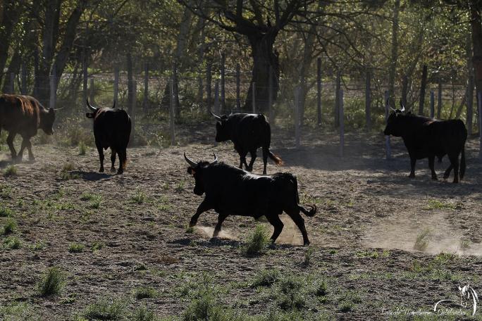 Taureaux de Camargue