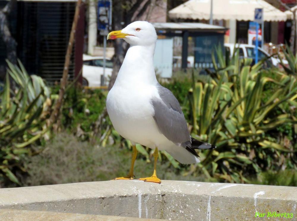 Portimão en Algarve