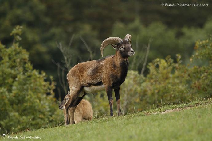 Mouflons