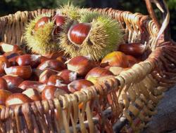 A l'aube de l'Automne 