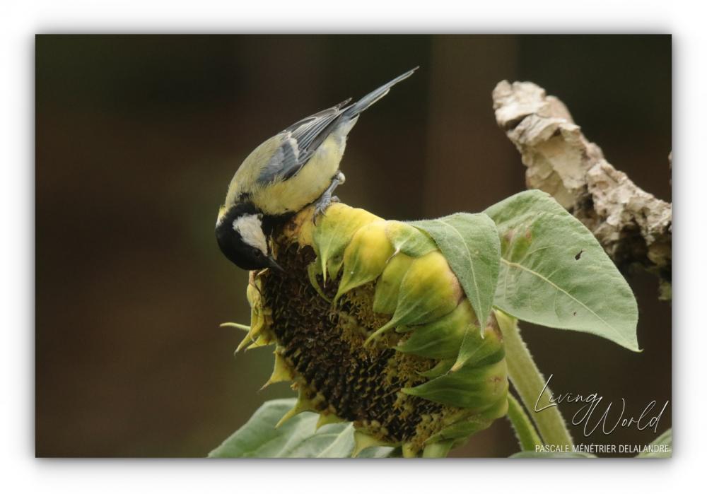 Mésange charbonnière sur fleur de Tournesol