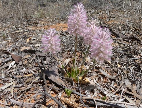 Fleurs cultivées : Ptilotus