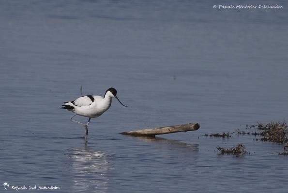 Avocette élégante