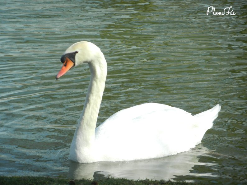 Image013.jpg