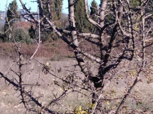 Maison abandonnée au pied de la colline, Les Alpilles