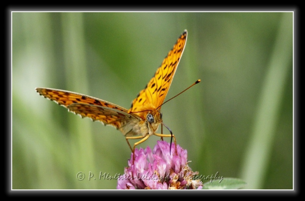  Didymaeformia didyma (Melitaea) - Mélitée orangée ?