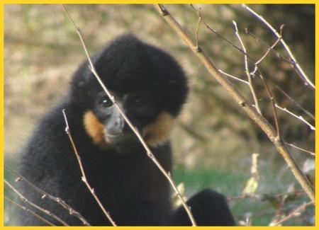 Gibbons___favoris_roux_10