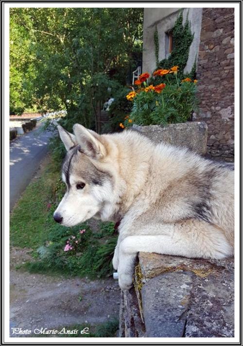 Lucky (3,5 ans)