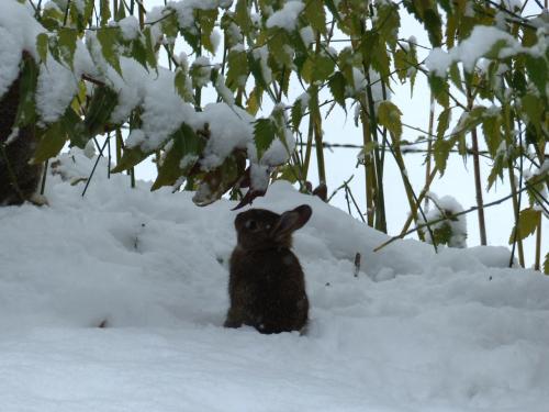 de vrais lapins :