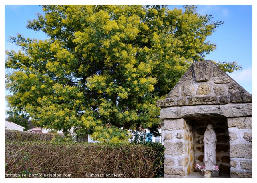 Mimosa en fleurs 